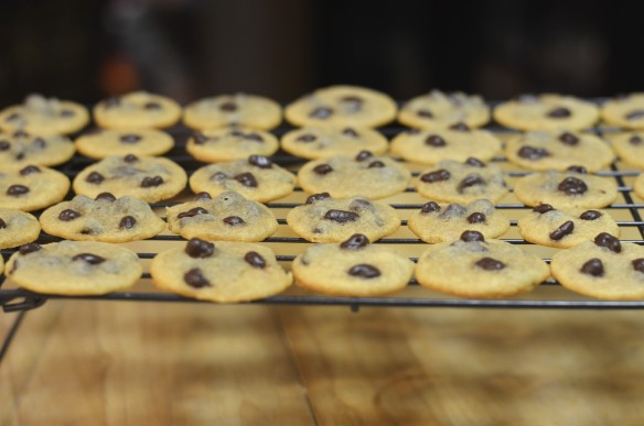 Mini Chocolate Covered Cacao Nib Cookies